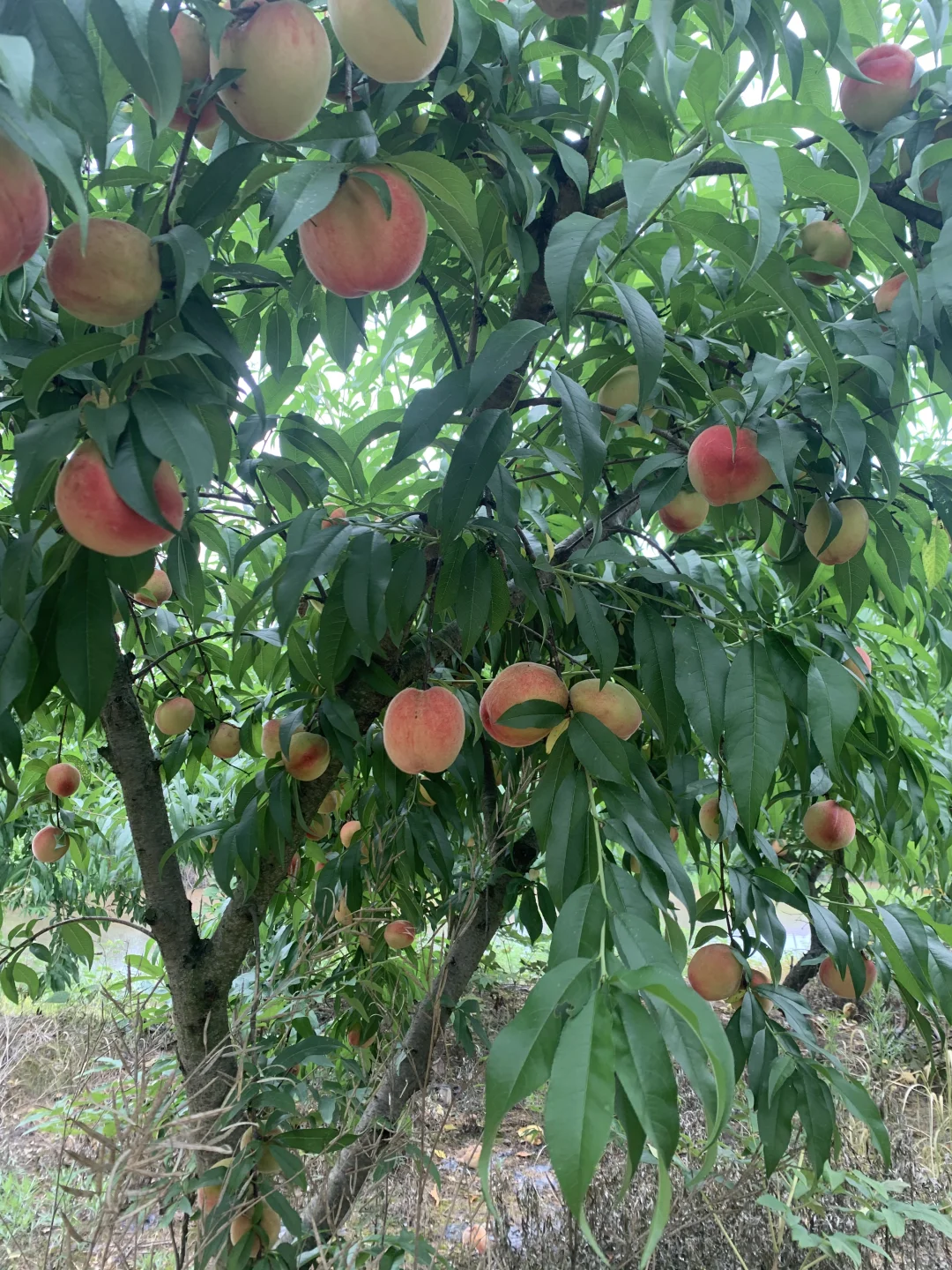 试管的姐妹，你们都移植了几个,代孕包女孩费用&国内借卵子多少钱